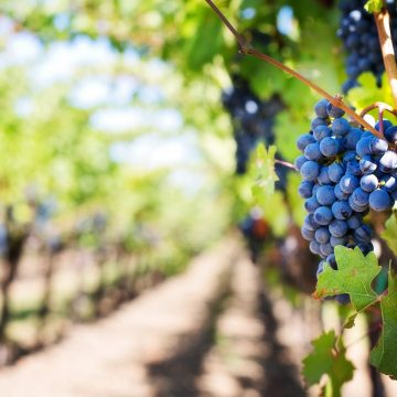 Tempo lento. L’arte del vino
